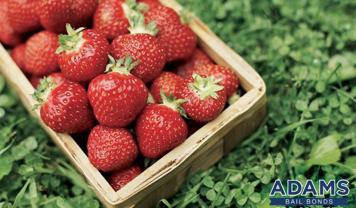 A Strawberry Catch