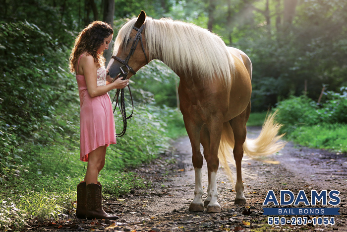 Horseback Riding Laws: Even Horses Have Laws