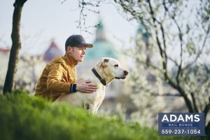 found-a-lost-pet-heres-what-you-have-to-do