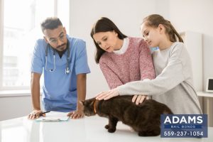 californias-spay-neuter-laws-and-how-they-impact-you