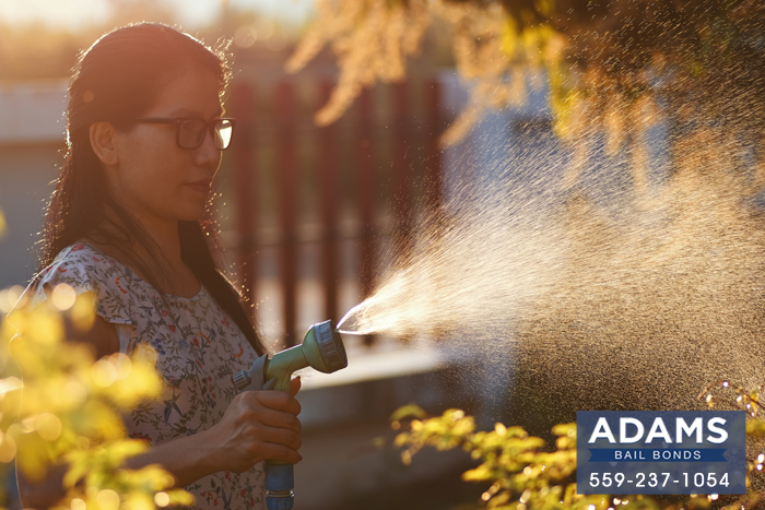 watering your california lawn
